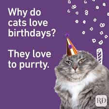 Cat Birthday Puns