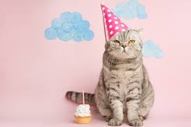 Cat Birthday Puns